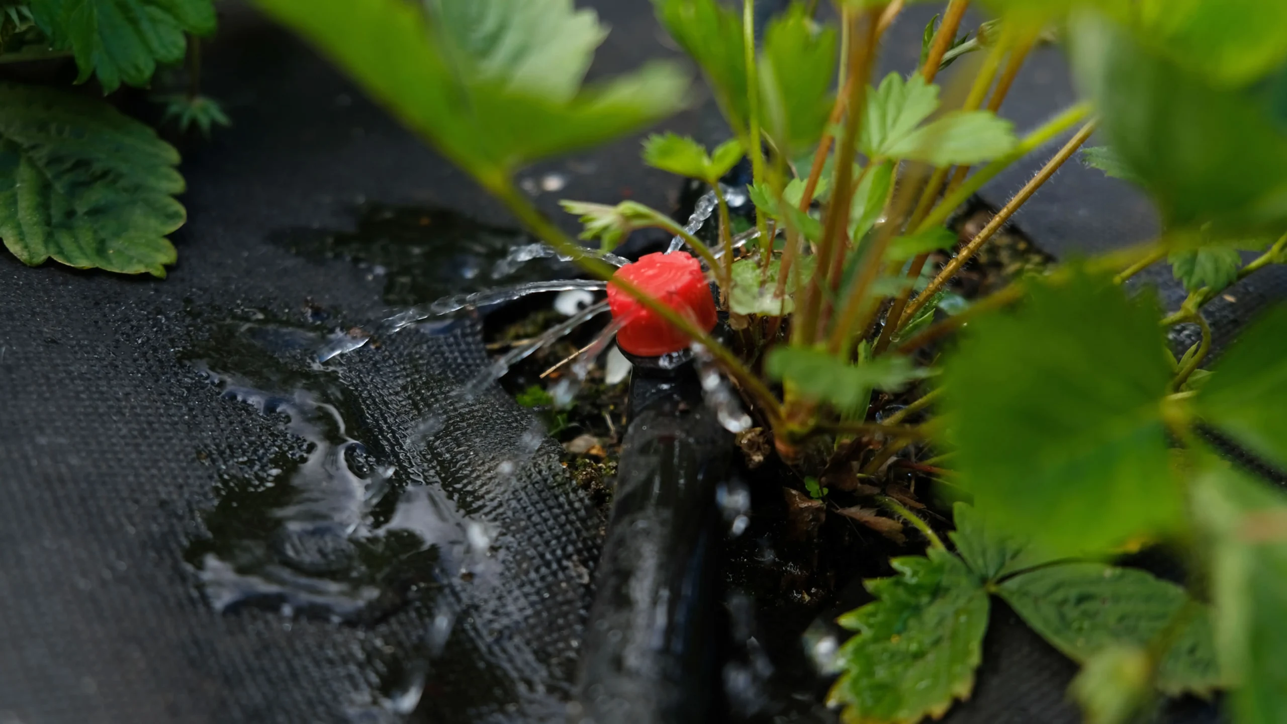 riego por goteo en un campo de lechugas