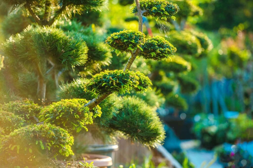 Optimización de riego por goteo en una finca agrícola en Ibiza